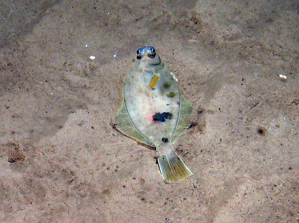 Megrim (Lepidorhombus whiffiagonis) on rippled sand at Dogger Bank SAC © JNCC  