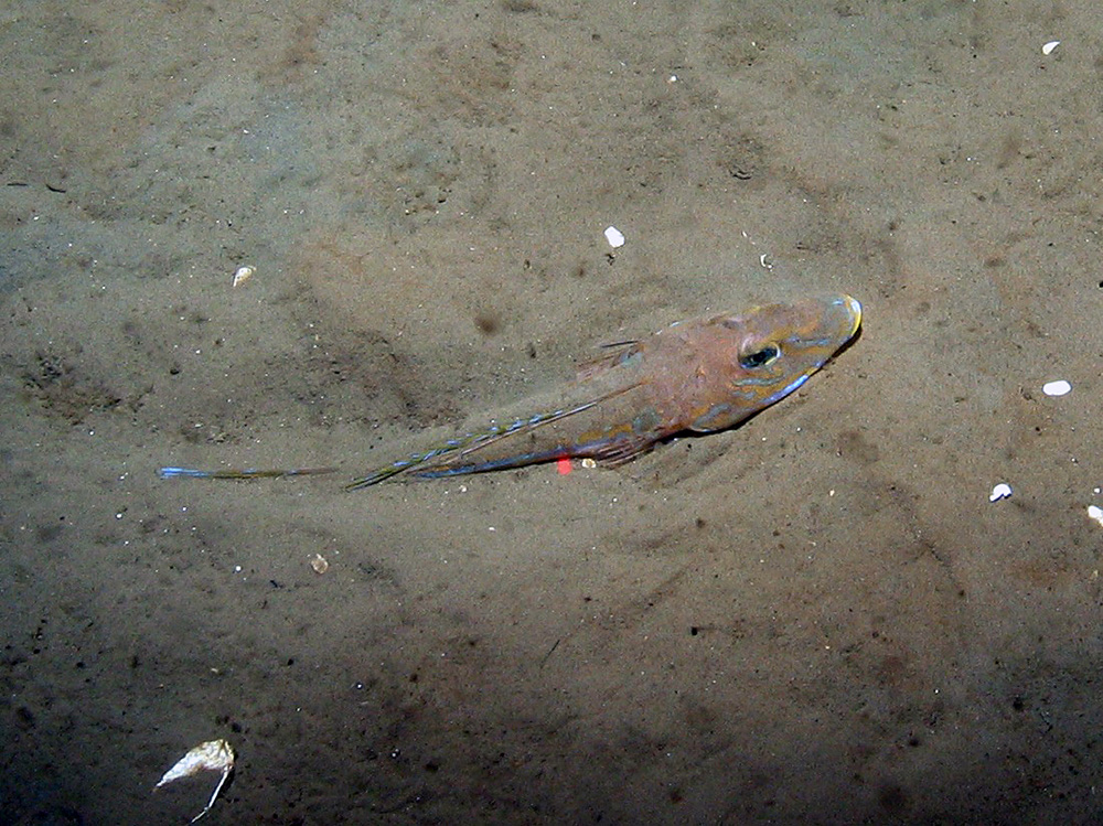 Dragonet (Callionymus lyra) on rippled sand at Dogger Bank SAC © JNCC