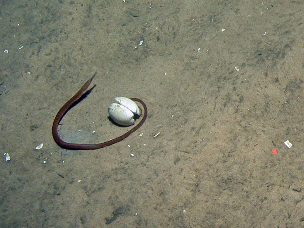 Snake pipefish (Entelurus aequoreus) on rippled sand at Dogger Bank SAC © JNCC