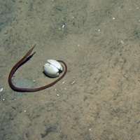 Snake pipefish (Entelurus aequoreus) on rippled sand at Dogger Bank SAC © JNCC