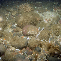 Cobbles and gravel with dead man's fingers (Alcyonium digitatum) (dead man's fingers), horn wrack (Flustra foliacea) and hydroid turf at Dogger Bank SAC © JNCC