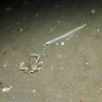Hermit crab (Pagurus bernhardus) and common starfish (Asterias rubens) on rippled sand at Dogger Bank SAC © JNCC