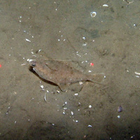 Megrim (Lepidorhombus whiffiagonis) on rippled sand at Dogger Bank SAC © JNCC 