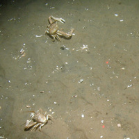 Masked crabs (Corystes cassivelaunus) on rippled sand Dogger Bank SAC © JNCC