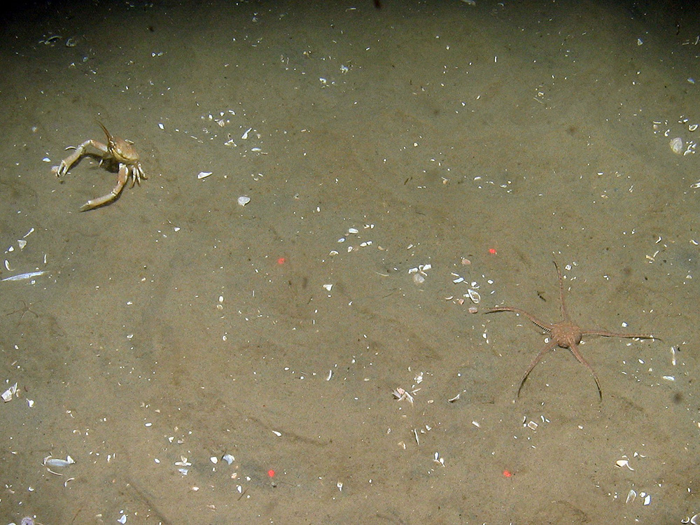 Masked crab (Corystes cassivelaunus) and brittle star (Ophiura ophiura) on rippled sand at Dogger Bank SAC © JNCC