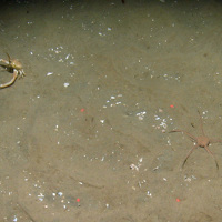 Masked crab (Corystes cassivelaunus) and brittle star (Ophiura ophiura) on rippled sand at Dogger Bank SAC © JNCC