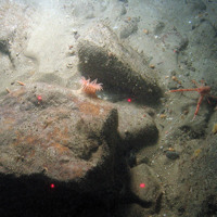 Anemone (Actinauge richardi) on cobble with long clawed squat lobsters (Munida rugosa) at East of Haig Fras MCZ © JNCC/Cefas