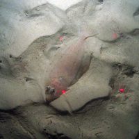 Megrim (Lepidorhombus whiffiagonis) on rippled sand at East of Haig Fras MCZ © JNCC/Cefas