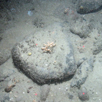 Branching calcareous bryozoan (Cheilostomatida) on cobble with Devonshire cup corals (Caryophyllia smithii) at East of Haig Fras MCZ © JNCC/Cefas