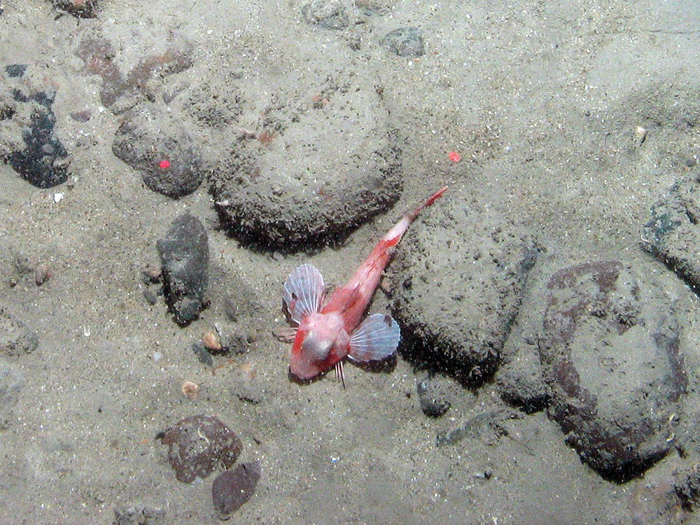 Red gurnard (Aspitrigla cuculus) on sediment covered boulders at East of Haig Fras MCZ © JNCC/Cefas