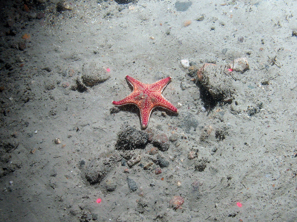 Cushion star (Porania pulvillus) on sediment covered gravel at East of Haig Fras MCZ © JNCC/Cefas