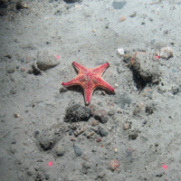 Cushion star (Porania pulvillus) on sediment covered gravel at East of Haig Fras MCZ © JNCC/Cefas
