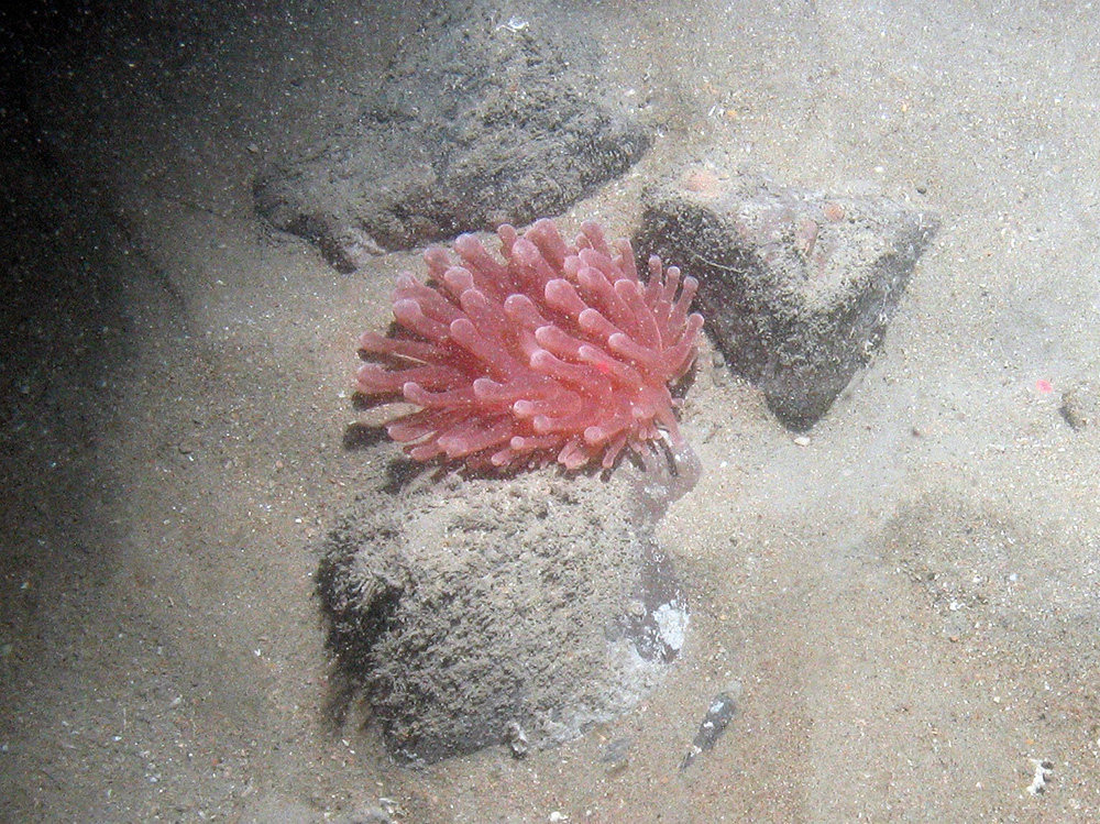 Sea anemone on pebbles and sediment at East of Haig Fras MCZ © JNCC/Cefas