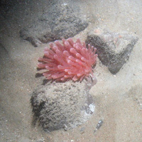 Sea anemone on pebbles and sediment at East of Haig Fras MCZ © JNCC/Cefas