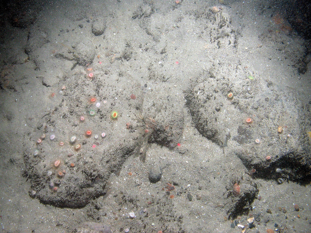 Devonshire cup corals (Caryophyllia smithii) on sediment inundated boulders at East of Haig Fras MCZ © JNCC/Cefas