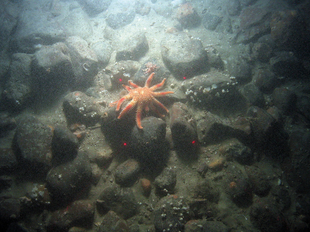 Common sunstar (Crossaster papposus) on cobbles with white trumpet anemones (Parazoanthus anguicomis) at East of Haig Fras MCZ © JNCC/Cefas