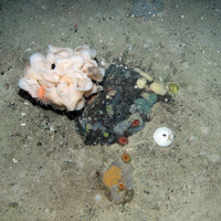 A large sponge with an anemone (Anthozoa) and feather star (Crinoidea), along with a range of other sponges (Porifera) and cup corals at East Rockall Bank SAC © JNCC