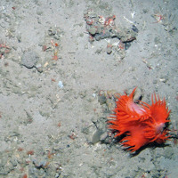 An anemone (Phellactis sp.) on the seabed at East Rockall Bank SAC © JNCC