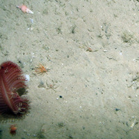 A sea pen (Pennatula phosphorea) with spider crabs at East Rockall Bank SAC © JNCC