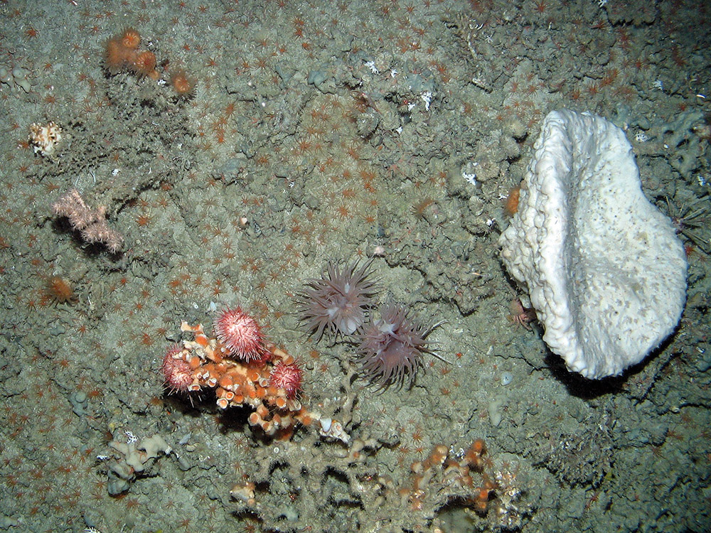 Cold water coral, sea urchins, anemones and large cup sponge at East Rockall Bank SAC © JNCC