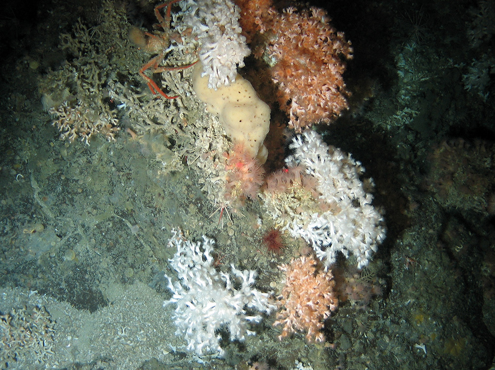 Live cold water coral (Lophelia pertusa) with sponges at East Rockall Bank SAC© NOC