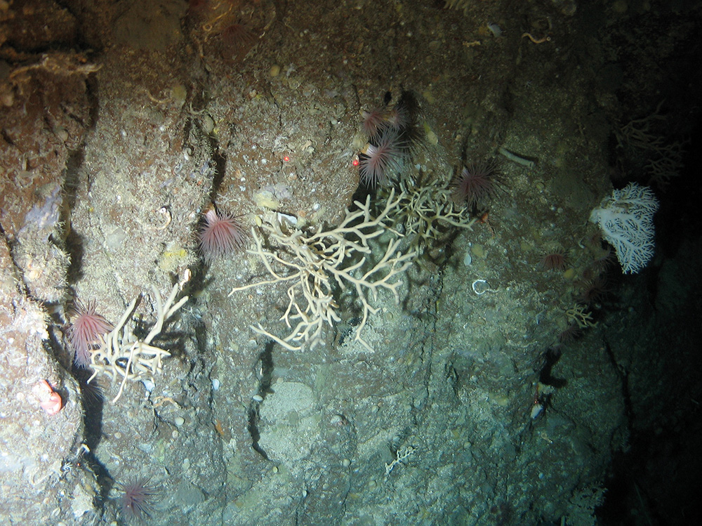 Rock with sea anemones (Anthozoa), branched sponge (Antho dichotoma) and a branched white coral (Stylaster sp.) at East Rockall Bank SAC © NOC