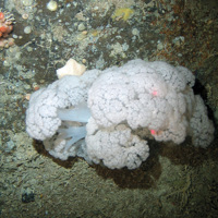 Soft coral (Nephtheidae) on rock with sponges (Porifera) and sea anemones (Anthozoa) at East Rockall Bank SAC © NOC
