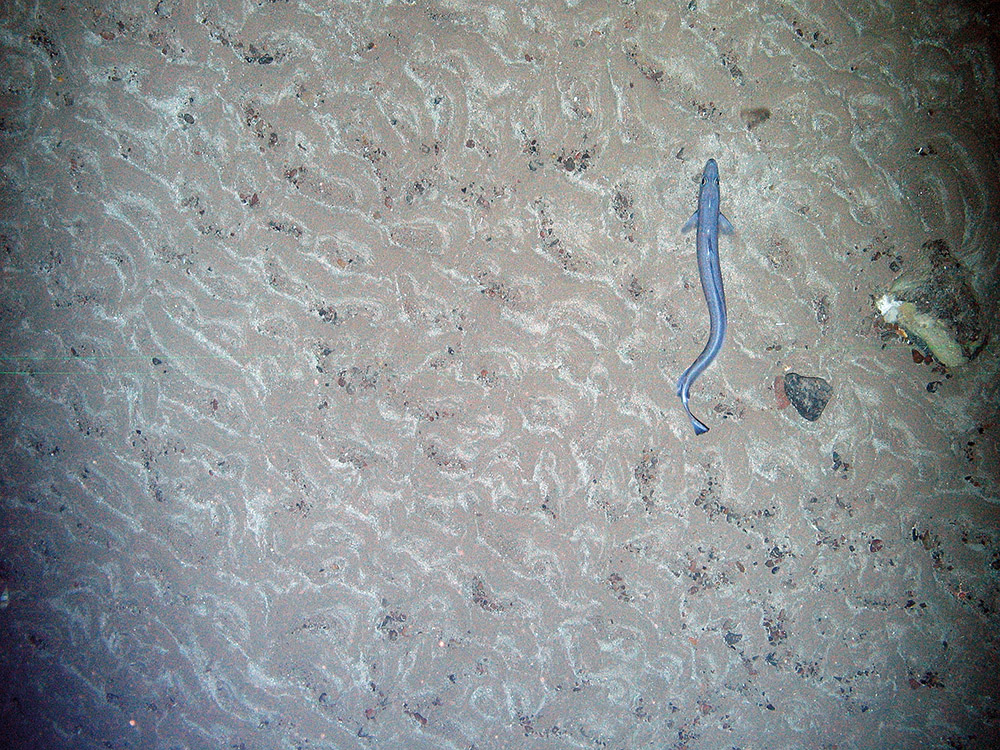 Blue ling (Molva dypterygia) and rippled sediments in Faroe Shetland Sponge Belt MPA © JNCC
