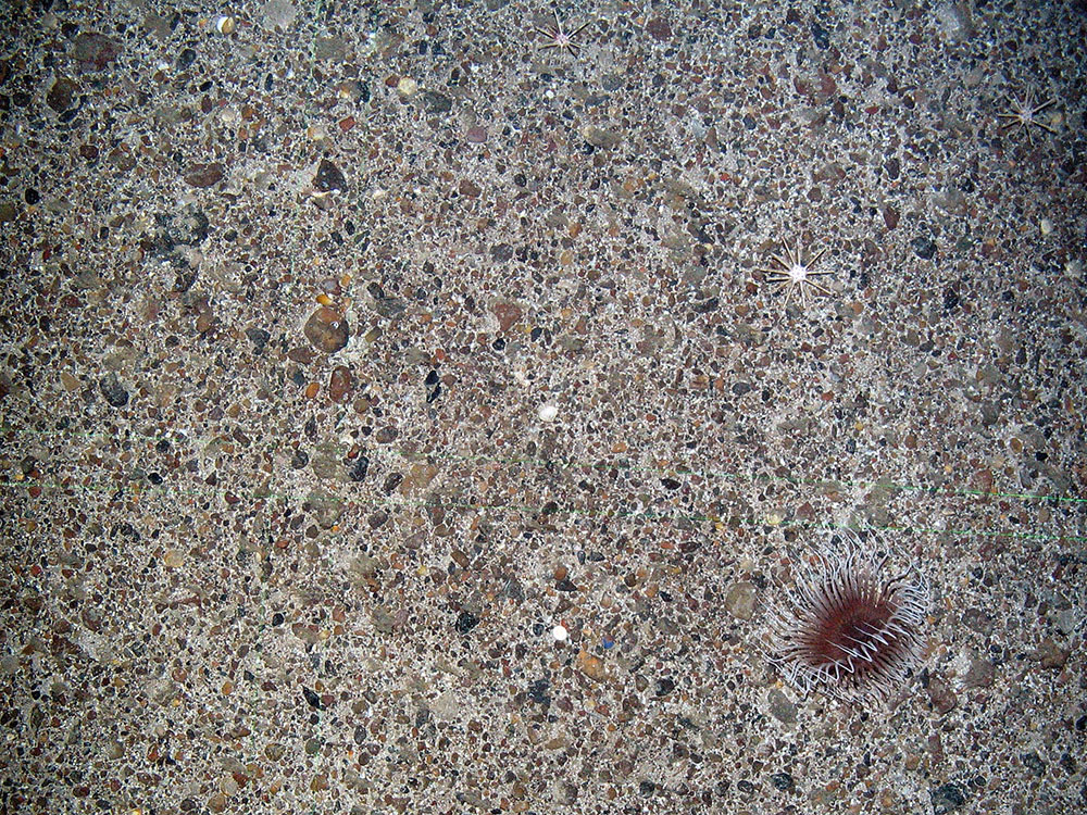 Burrowing anemone (Anthozoa) on coarse sediment at Faroe Shetland Sponge Belt MPA © JNCC