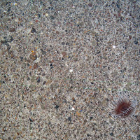 Burrowing anemone (Anthozoa) on coarse sediment at Faroe Shetland Sponge Belt MPA © JNCC