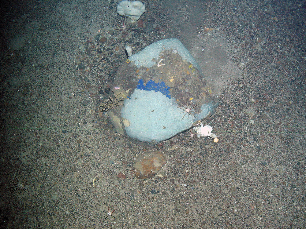 Blue encrusting sponge communities with pencil urchins (Cidaris) and hard deep sea coral (Cnidaria) at Faroe Shetland Sponge Belt MPA © JNCC