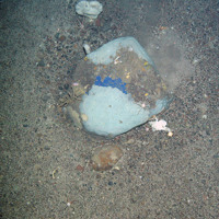 Blue encrusting sponge communities with pencil urchins (Cidaris) and hard deep sea coral (Cnidaria) at Faroe Shetland Sponge Belt MPA © JNCC
