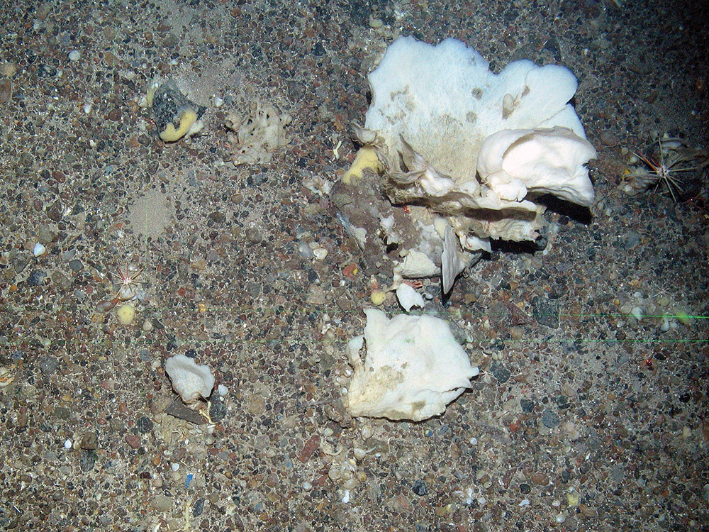 Lamellate sponges (Porifera) and pencil urchins (Cidaris) on deep sea sediments at Faroe Shetland Sponge Belt MPA © JNCC