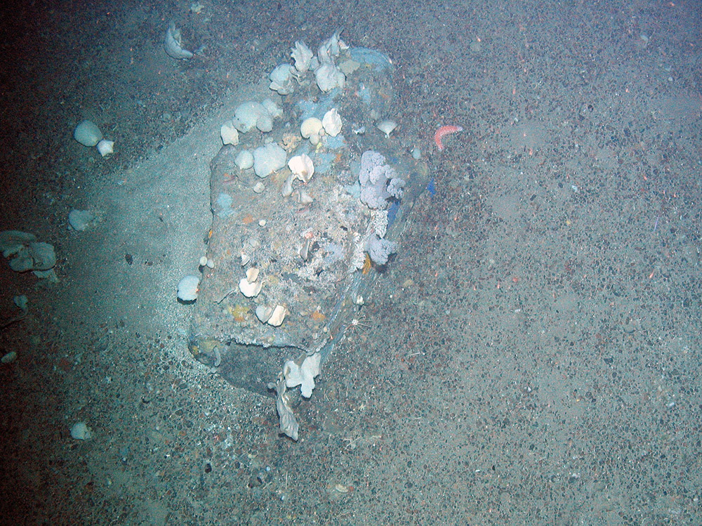 Soft corals (Alcyonacea) and a variety of sponges (Porifera) on a rock at Faroe Shetland Sponge Belt MPA © JNCC