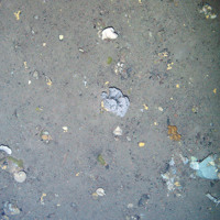 Soft corals (Alcyonacea) and a range of sponges (Porifera) on the seabed at Faroe Shetland Sponge Belt MPA © JNCC