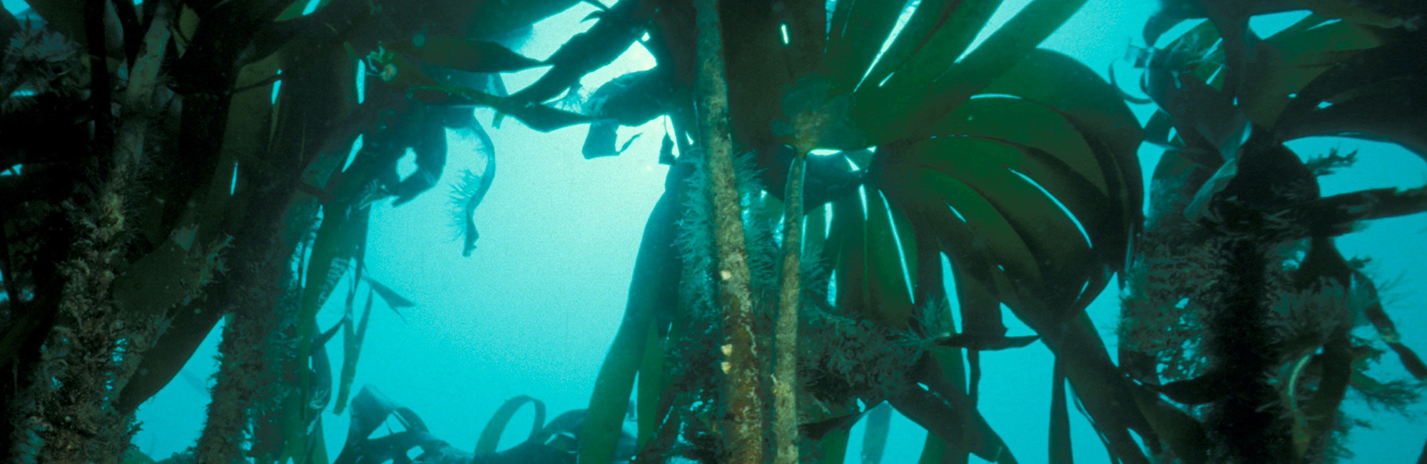 Marine natural capital report published