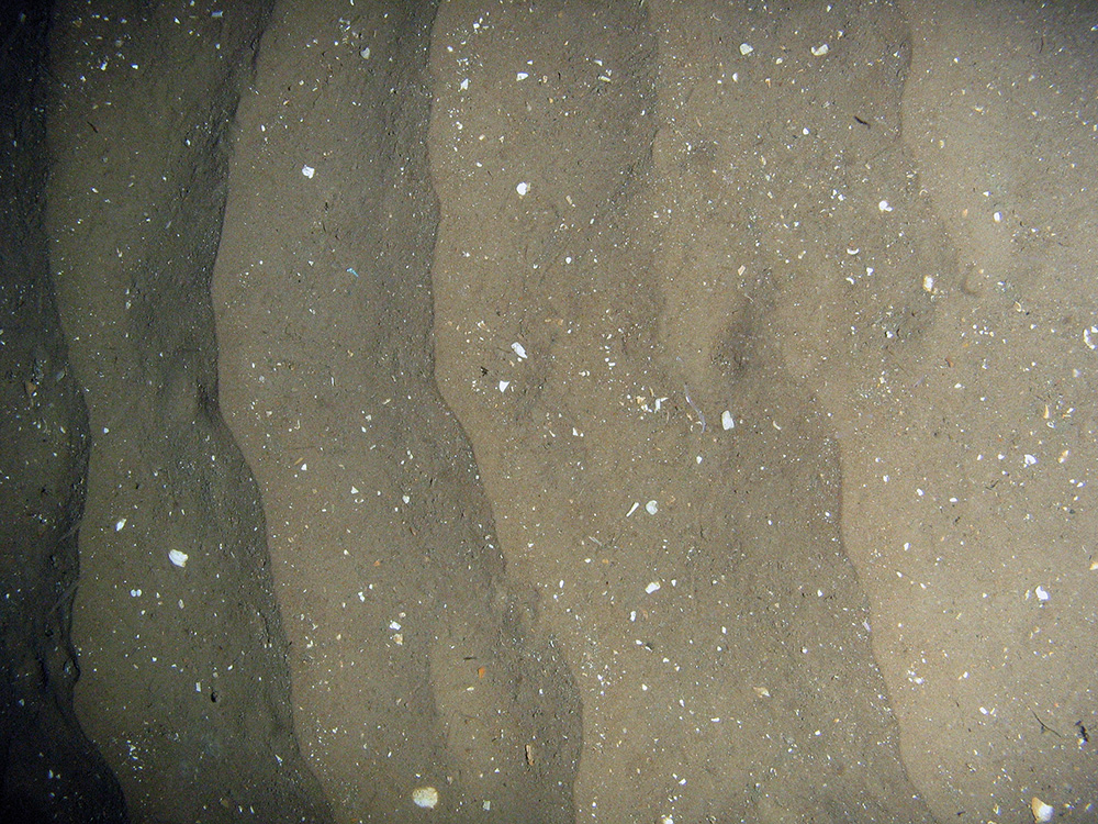 1. Close-up of the seabed at Firth of Forth Banks Complex Nature Conservation MPA showing rippled sand with shell fragments. Image provided by JNCC/Marine Scotland Science, 2011.