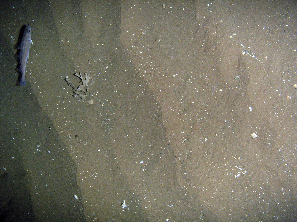 2. Close-up of the seabed at Firth of Forth Banks Complex Nature Conservation MPA showing whiting (Merlangius merlangus) on rippled sand with shell fragments. Image provided by JNCC/Marine Scotland Science, 2011.