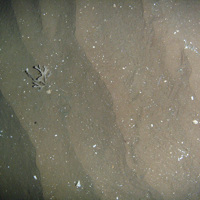 2. Close-up of the seabed at Firth of Forth Banks Complex Nature Conservation MPA showing whiting (Merlangius merlangus) on rippled sand with shell fragments. Image provided by JNCC/Marine Scotland Science, 2011.