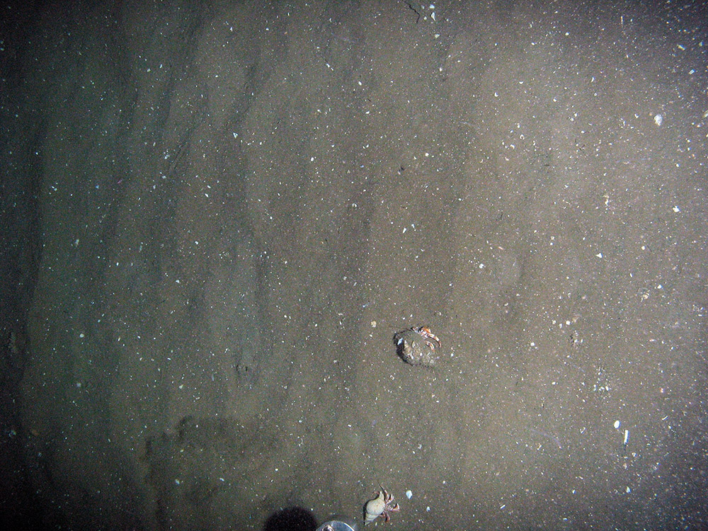 4. Close-up of the seabed at Firth of Forth Banks Complex Nature Conservation MPA showing hermit crabs (Paguridae) on rippled sand with shell fragments. Image provided by JNCC/Marine Scotland Science, 2011