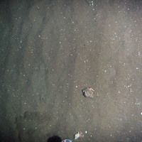 4. Close-up of the seabed at Firth of Forth Banks Complex Nature Conservation MPA showing hermit crabs (Paguridae) on rippled sand with shell fragments. Image provided by JNCC/Marine Scotland Science, 2011