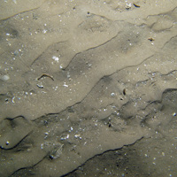 7. Close-up of the seabed at Firth of Forth Banks Complex Nature Conservation MPA showing rippled sand with shell fragments. Image provided by JNCC/Marine Scotland Science/Cefas/NLB.