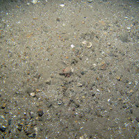 8. Close-up of the seabed at Firth of Forth Banks Complex Nature Conservation MPA showing hermit crab (Pagurus prideaux) with cloak anemone (Adamsia palliata) on rippled sand with shell fragments. Image provided by JNCC/Marine Scotland Science/Cefas/NLB.