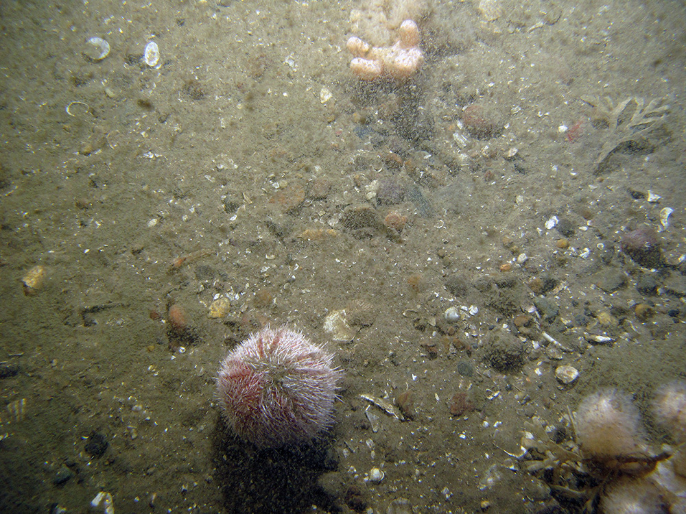 9. Close-up of the seabed at Firth of Forth Banks Complex Nature Conservation MPA showing sea urchin (Echinus esculentus) and hornwrack (Flustra foliacea) on sandy and silty mixed sediments. Image provided by JNCC/Marine Scotland Science/Cefas/NLB.