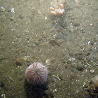 9. Close-up of the seabed at Firth of Forth Banks Complex Nature Conservation MPA showing sea urchin (Echinus esculentus) and hornwrack (Flustra foliacea) on sandy and silty mixed sediments. Image provided by JNCC/Marine Scotland Science/Cefas/NLB.