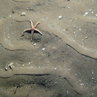 12. Close-up of the seabed at Firth of Forth Banks Complex Nature Conservation MPA showing common starfish (Asterias rubens) on rippled sand. Image provided by JNCC/Marine Scotland Science/Cefas/NLB.