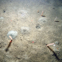2. Close-up of the seabed at Fulmar MCZ showing slender sea-pens (Virgularia mirabilis) in muddy sediment with worm casts (Arenicola marina). Image provided by JNCC/Cefas.