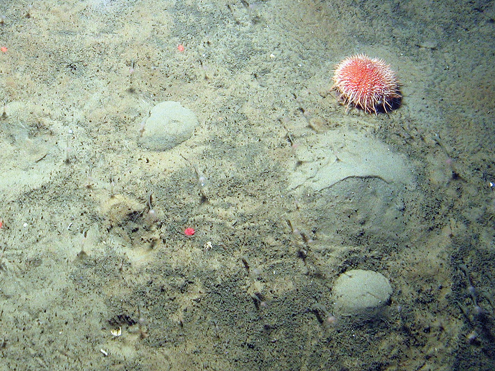 3. Close-up of the seabed at Fulmar MCZ showing common sea urchin (Echinus esculentus) and silty sediment together with the hydroid Corymorpha nutans. Image provided by JNCC/Cefas.