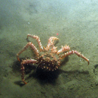 5. Close-up of the seabed at Fulmar MCZ showing a northern stone crab (Lithodes maja) on sediment. Image provided by JNCC/Cefas.