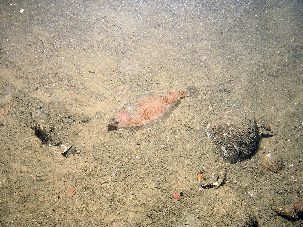 7. Close-up of the seabed at Fulmar MCZ showing lemon sole (Microstomus kitt) on mud. Image provided by JNCC/Cefas.